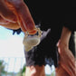 Anillo con concha natural y perla